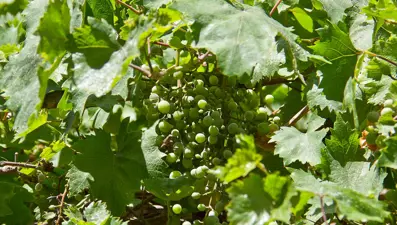 Koruk suyu nedir, nasıl yapılır?