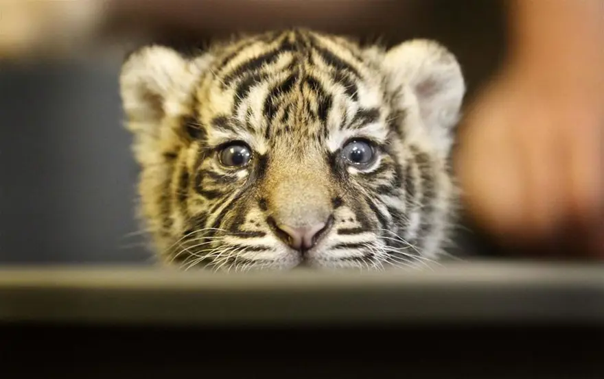 26 yıl bekletti, annesi reddetti 6