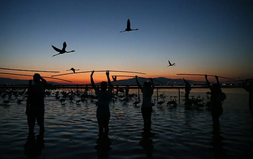 İzmir'de halkalanan yavru flamingoların yaşamı takip edilecek 6 İzmir'de halkalanan yavru flamingoların yaşamı takip edilecek 6