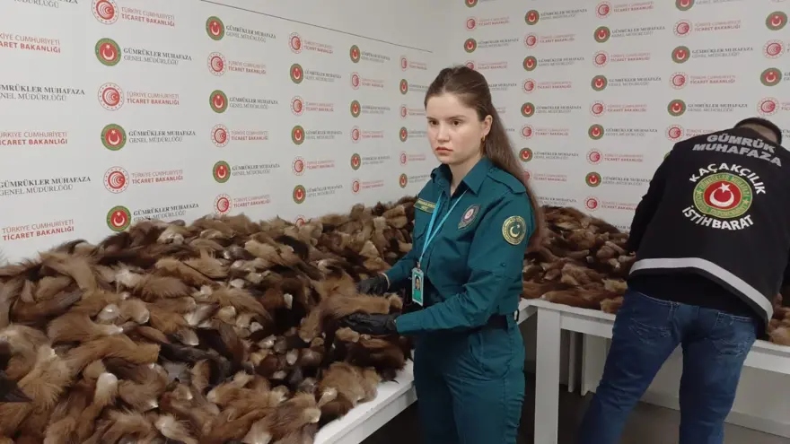 İstanbul Havalimanı’nda 10 bin 300 adet tilki kuyruğu elegeçirildi 3