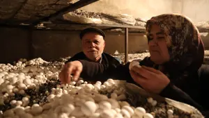 Hobisi ekmek teknesi oldu şimdi siparişe yetişemiyor: 75 metrekarelik odasında yetiştiriyor