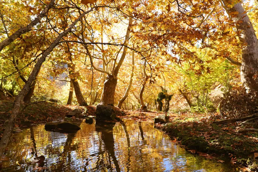 Kahramanmaraş'taki Akifiye Yaylası'na sonbaharın renkleri hakim oldu 8