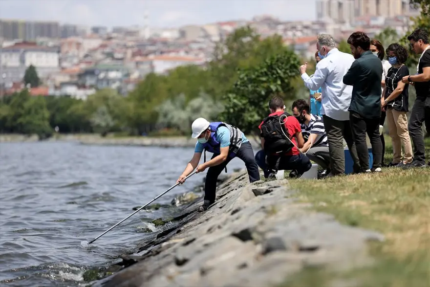Küçükçekmece Gölü'nde balık ölümleri giderek artıyor 2