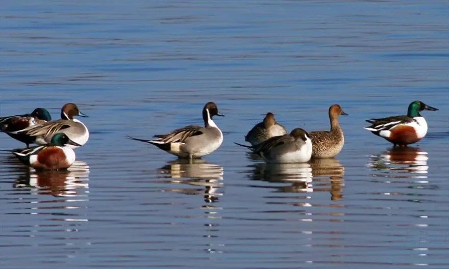 "Kuş Oteli" Hersek Lagünü, göçmen kuşlarla şenlendi: 350'den fazla flamingo geldi 
