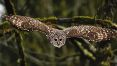 50 kişiye saldıran baykuşa müebbet hapis!
