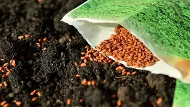 Çiftçilere 720 ton tohum desteği