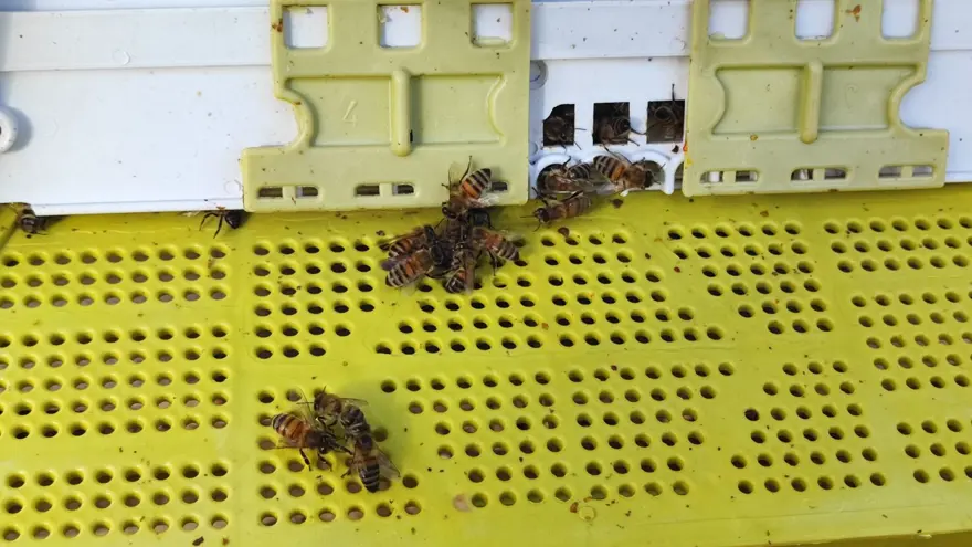 İnsan ayağı değmeyen yerde üretiyor: Kilosu bin lira 2