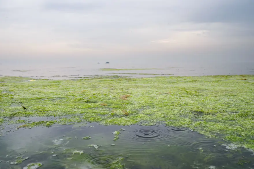 Balık ölümlerinden sonra şimdi de yosun kirliliği 8 Balık ölümlerinden sonra şimdi de yosun kirliliği 8