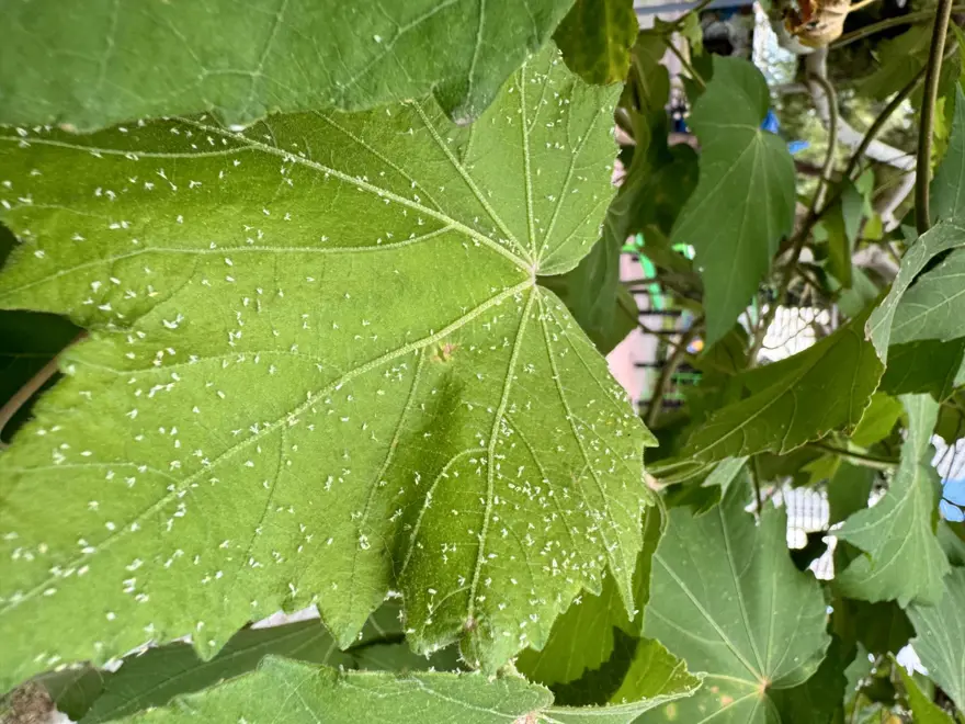 "HALK SAĞLIĞINA ZARARI YOK" 3