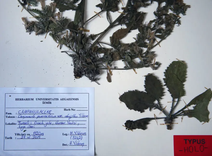 Munzur Vadisi'nde keşfedilen bitki türü literatüre kazandırıldı 3