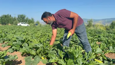 Meyveleri don vurdu: Çiftçi ilk mahsulü öşür niyetine dağıttı