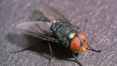 Et yiyen sinek istilası başladı: Vücudu canlı canlı yiyor