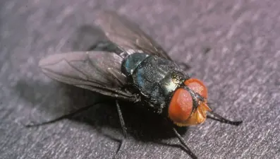 Et yiyen sinek istilası başladı: Vücudu canlı canlı yiyor