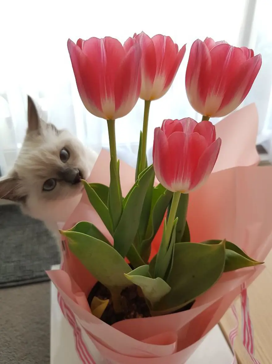 Fotoğrafın odak noktasını bir anda değiştiren kediler 
