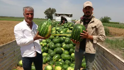 Mersin'de karpuz hasadı başladı: Tarlada kilosu 20 TL'den başlıyor