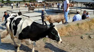Zonguldak'ta şap karantinası