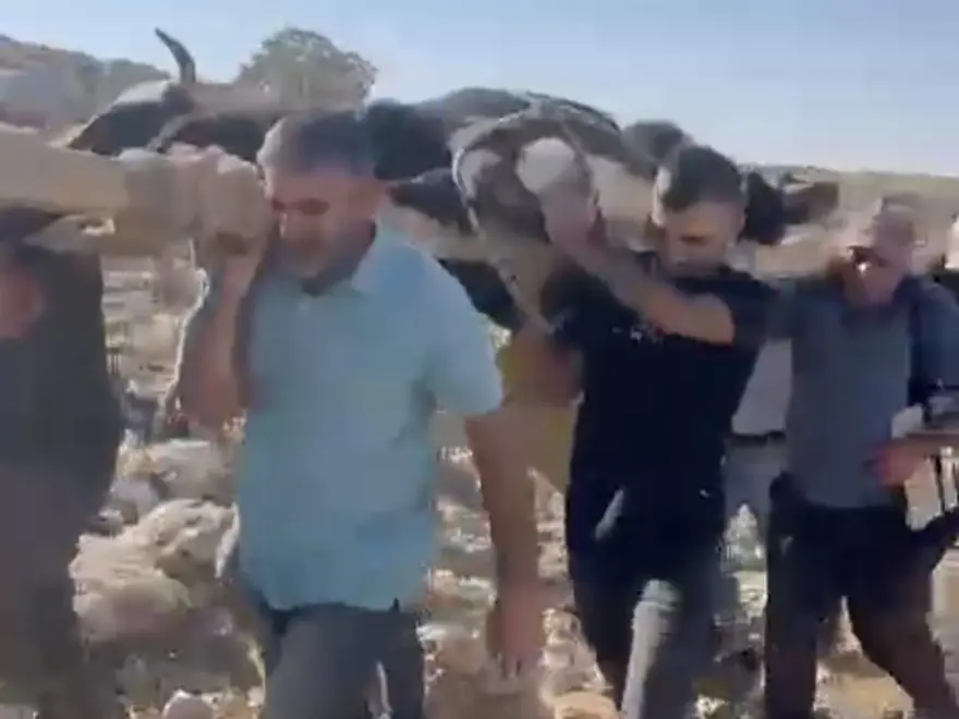 500 kiloluk ineğin ayağı kırıldı: 2 kilometre taşıdılar 4 500 kiloluk ineğin ayağı kırıldı: 2 kilometre taşıdılar 4