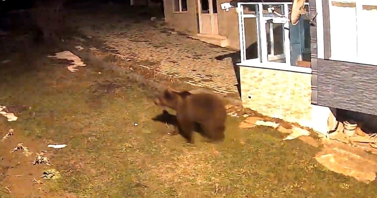 Samsun'da evin bahçesine giren ayı kamerada