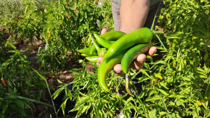 Acısıyla meşhur, hasat sona erdi: Doğal olarak üretiliyor 2 Acısıyla meşhur, hasat sona erdi: Doğal olarak üretiliyor 2