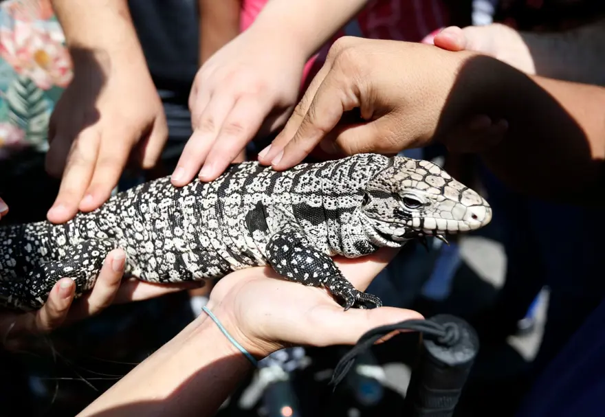 ABD’de köpek büyüklüğünde kertenkele istilası 7