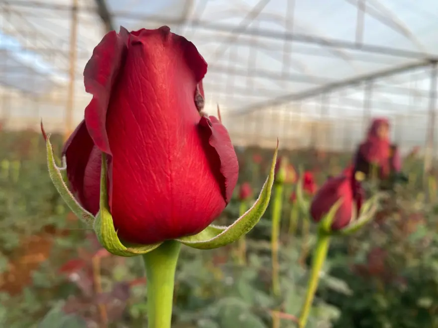 Sevgililer Günü gül üreticisinin yüzünü güldürecek: Demeti 800 TL'den başlıyor 4