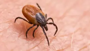 Kene kabusu büyüyor: Bir günde iki can kaybı