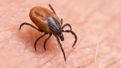 Kene kabusu büyüyor: Bir günde iki can kaybı