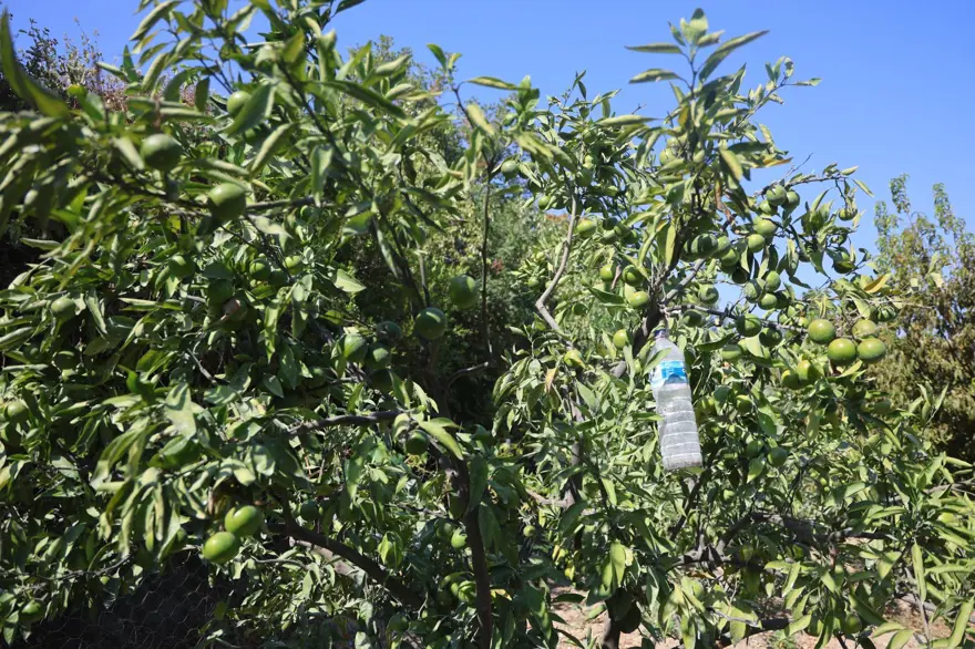 Tarlada fiyatı: 30 TL ile 40 TL arasında: Kuraklık etkiledi, rekolte kaybı var 2