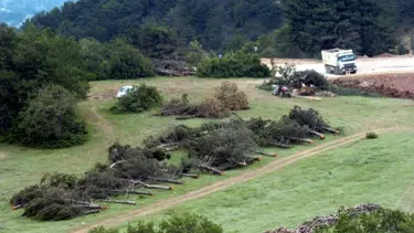 Yol için ağaçlar kesildi