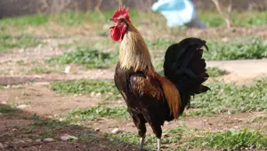 Öterken bayılan Denizli horozu için otomobil teklif edildi