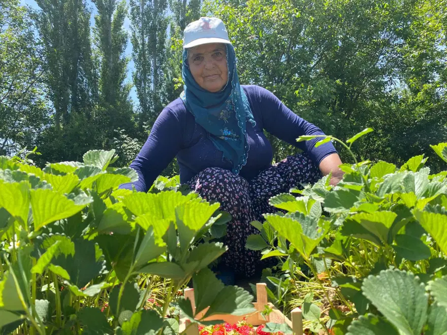 Aromasıyla dikkat çeken "Kuyulu" çileği: Kilosu 90 lira 3