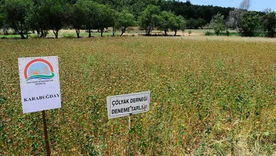 Çölyak hastaları için 'ekmek' tarlası