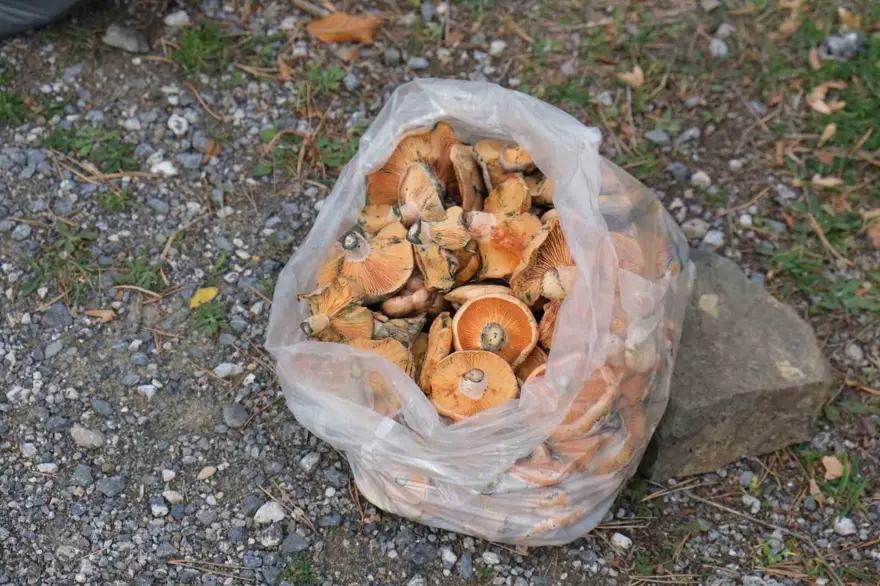 KANLICA MANTARI YAPILIŞI 4