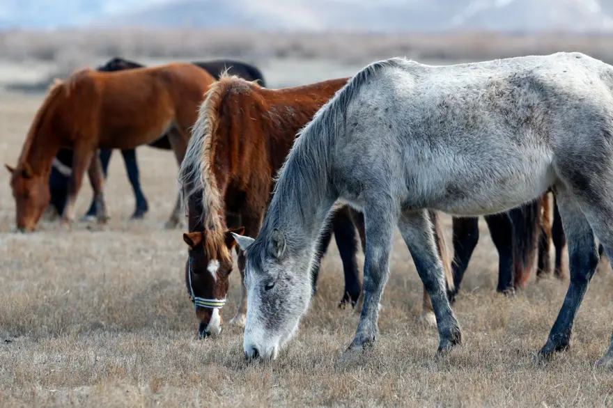Sultan Sazlığı'na renk katan Yılkı atları kışın bölge halkınca besleniyor 