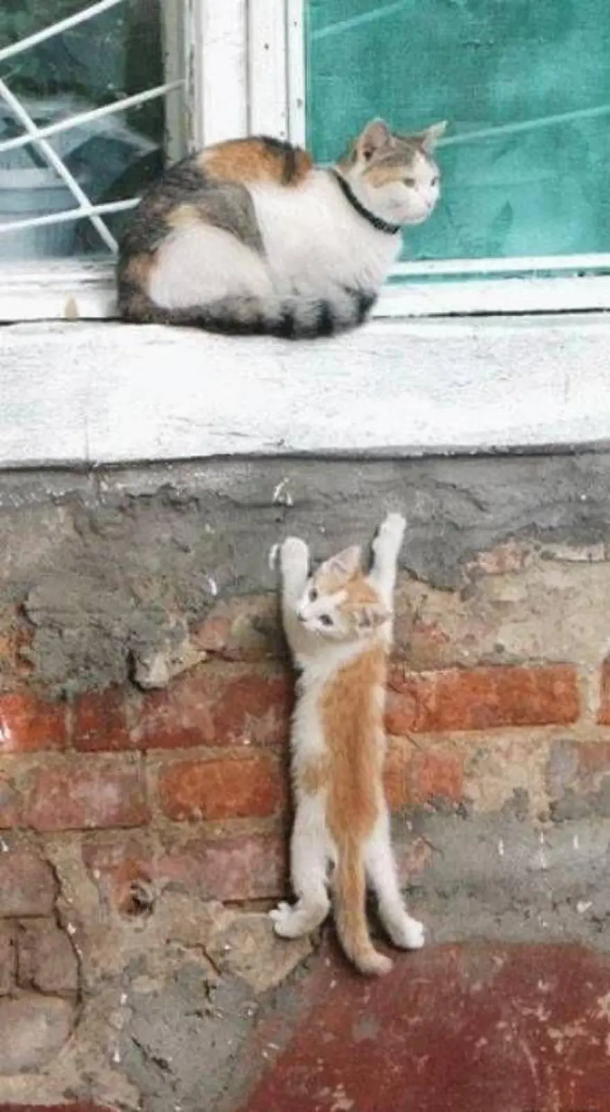 İnternetin yeni fenomenleri 49