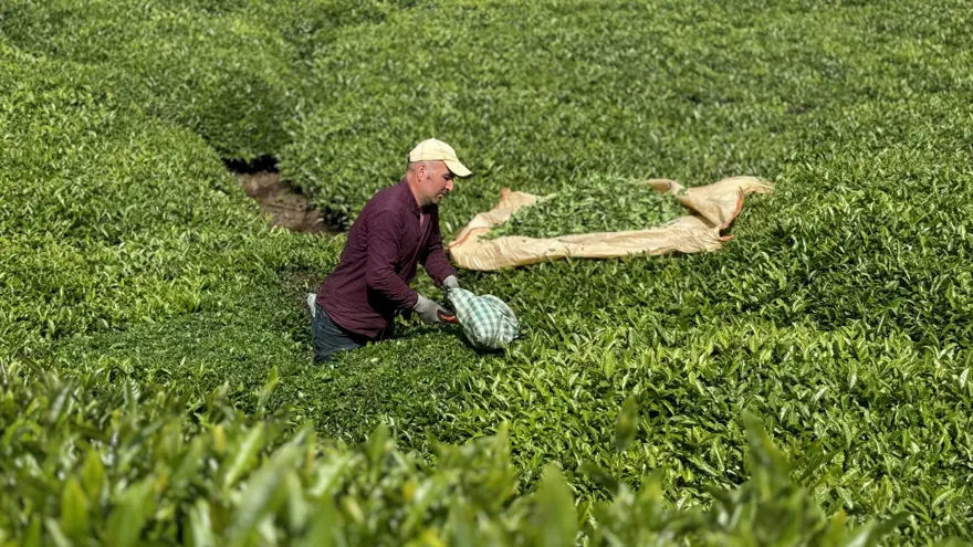 Trabzon Uluağaç Mahallesi'nde kadınlar 26 yıldır yük taşımıyor 15