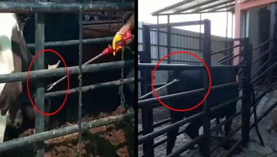 Kurbanlık hayvanlara elektrikli işkence