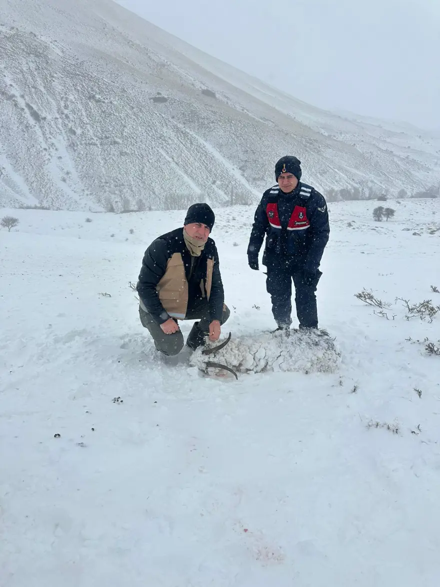 200 KÜÇÜKBAŞ TELEF OLDU 3