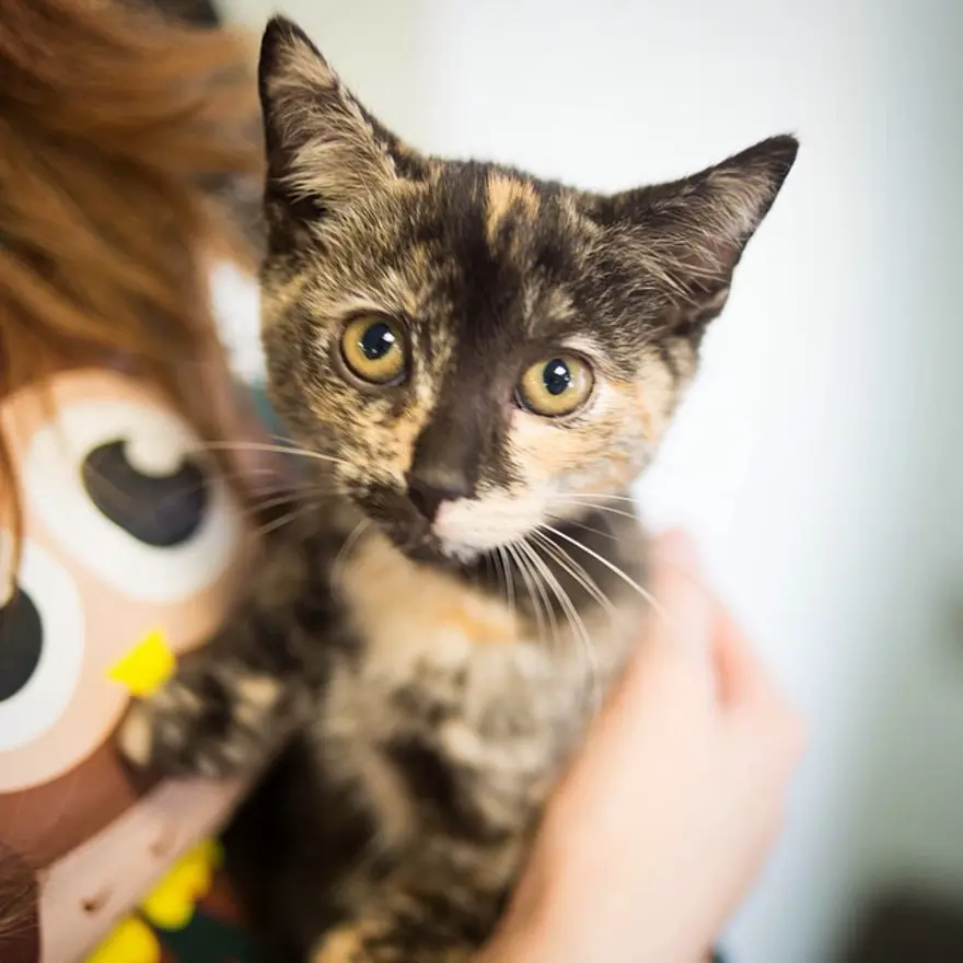 Hayatını kedileri kurtarmaya adadı 107