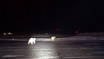 Havalimanına kutup ayıları girdi
