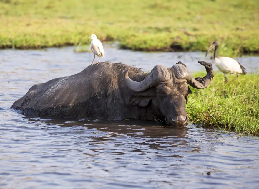 Afrika'nın fil cenneti: Chobe Ulusal Parkı 21
