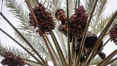 Hacılar yurda dönmeden önce mukaddes topraklardaki bahçelerden hurma satın alıyor