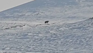Ayılar kış uykusundan uyandı