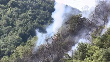 Sarıyer'de orman yangını