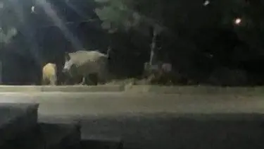 Aç kalan domuz sürüsü üniversite içerisine girip yiyecek aradı