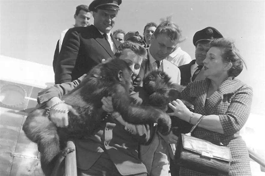 Dünyanın en yaşlı gorili: Fatou, 68'inci yaşını kutladı 2