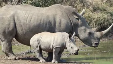 Kenya'da kaçak avcılar 3 gergedanı öldürdü
