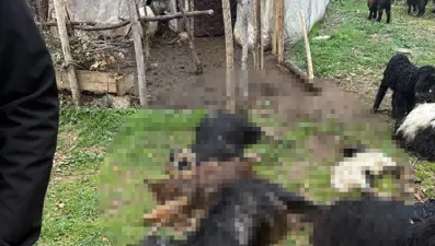 Sahipsiz köpekler 18 keçiyi telef etti