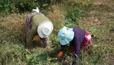 "Patates diyarı" olarak biliniyor: Çiftçiler sezondan umutlu