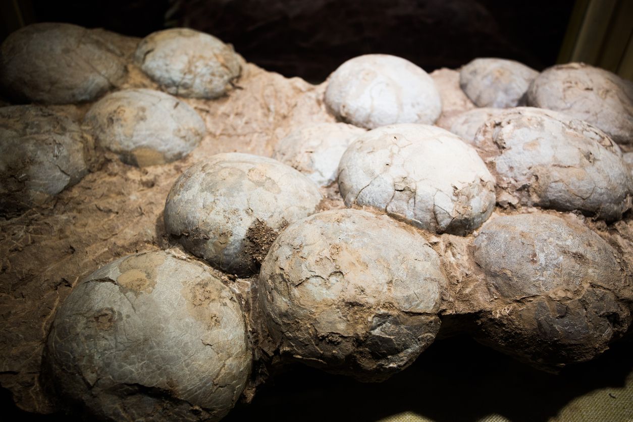 Tarihte ilk kez bir dinozor yumurtasının yaşı hesaplandı